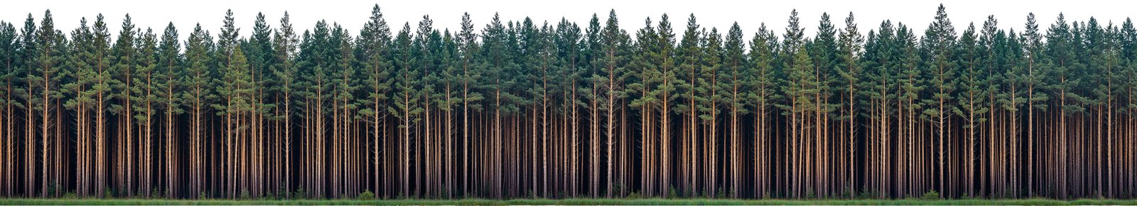 forest_line